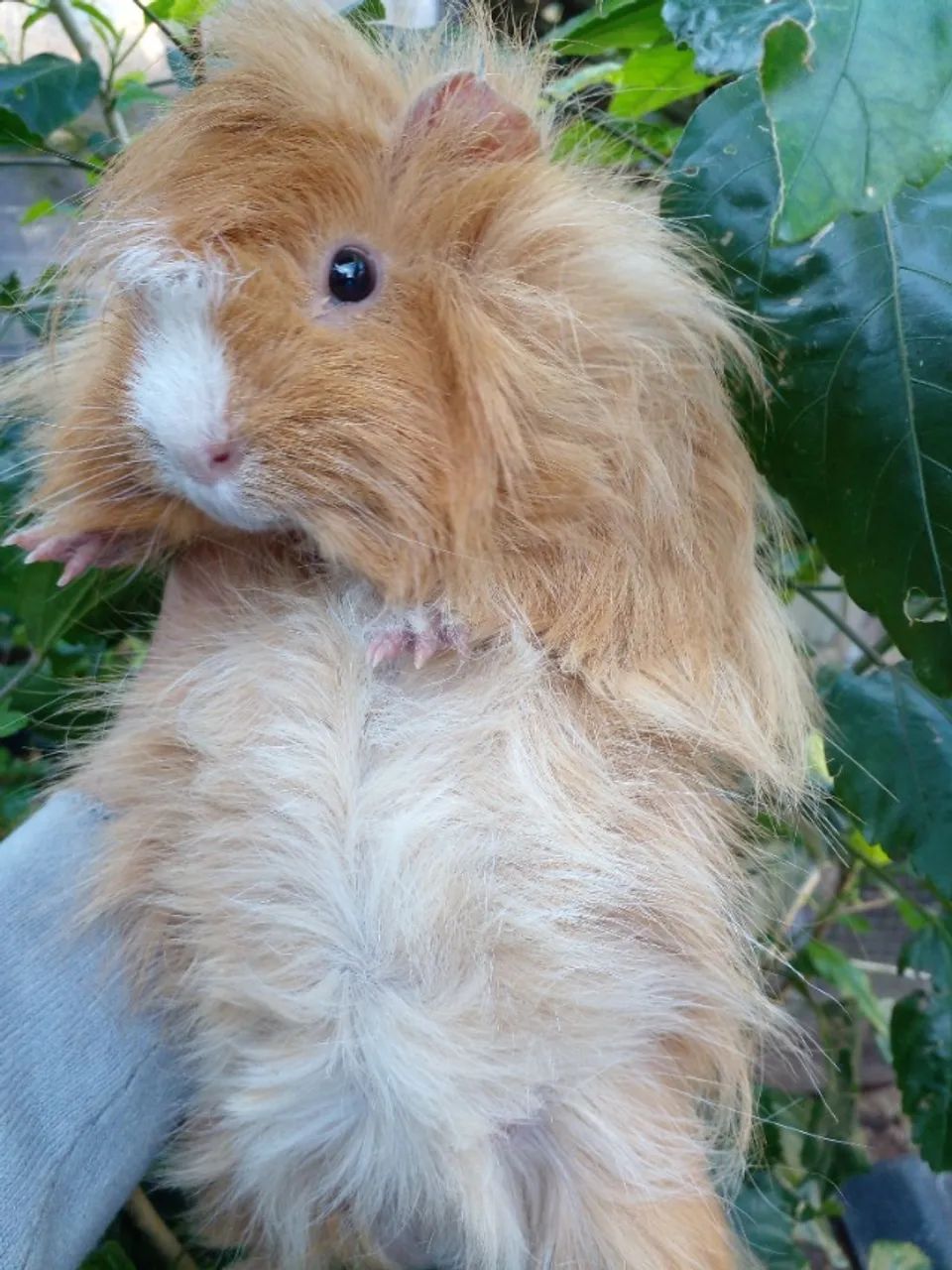 Porquinho da India, Alpaca, Sheltie, Peruano, Abissinio, Inglês, Angora, em Imbé RS