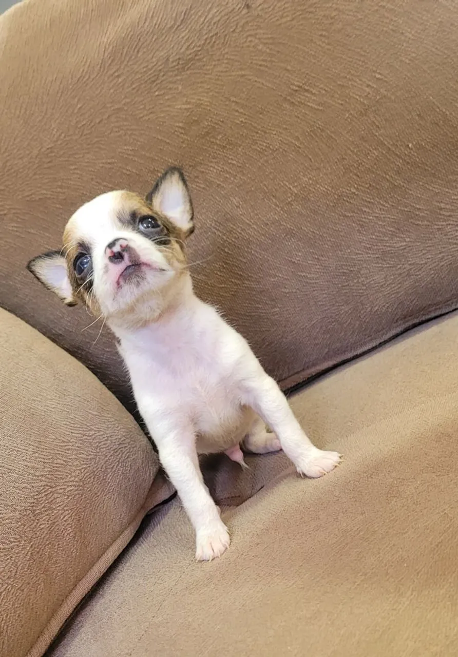 Lindo chihuahua machinho 3 meses