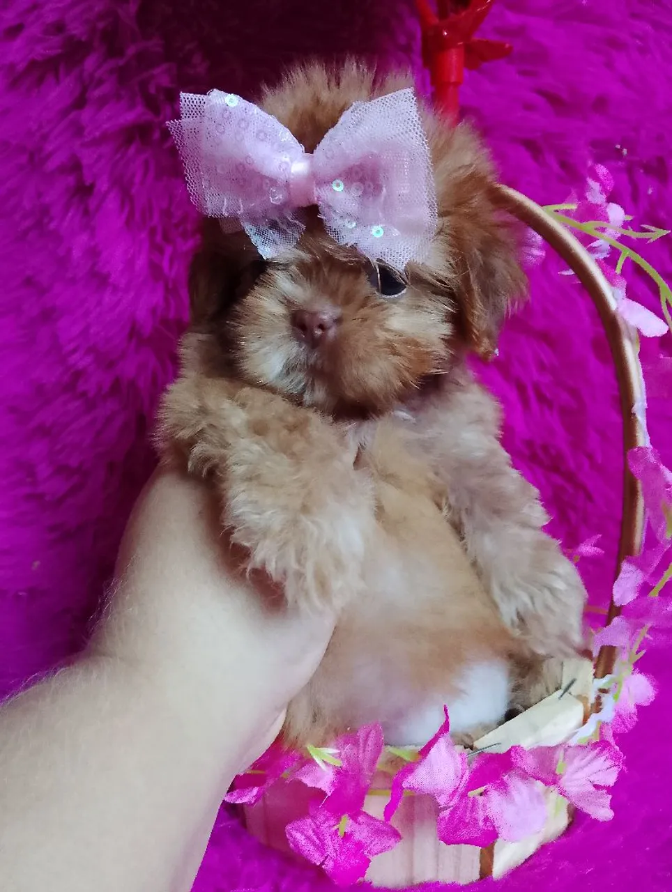 Filhote Shih Tzu Charmosa