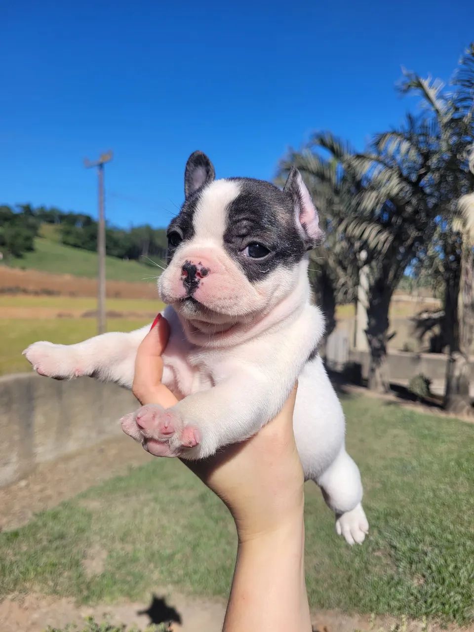 Bulldog Francês, macho e fêmea! Porte pequeno, pais com pedigree! - Foto 3