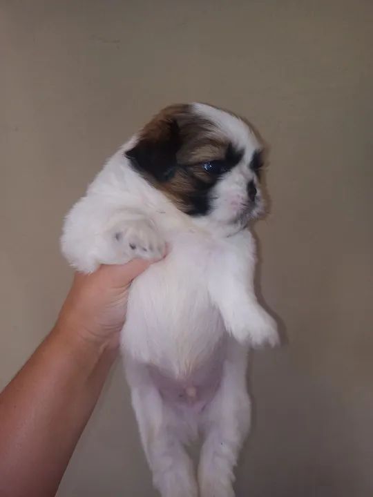 Filhote Shih Tzu - Foto 2