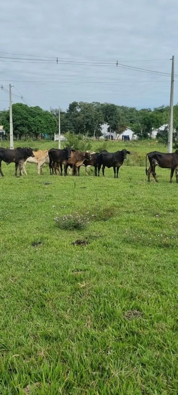 Gado à venda - Lote Vacas, Garrotes, Novilhas e Bezerros - 10 Animais - Foto 2