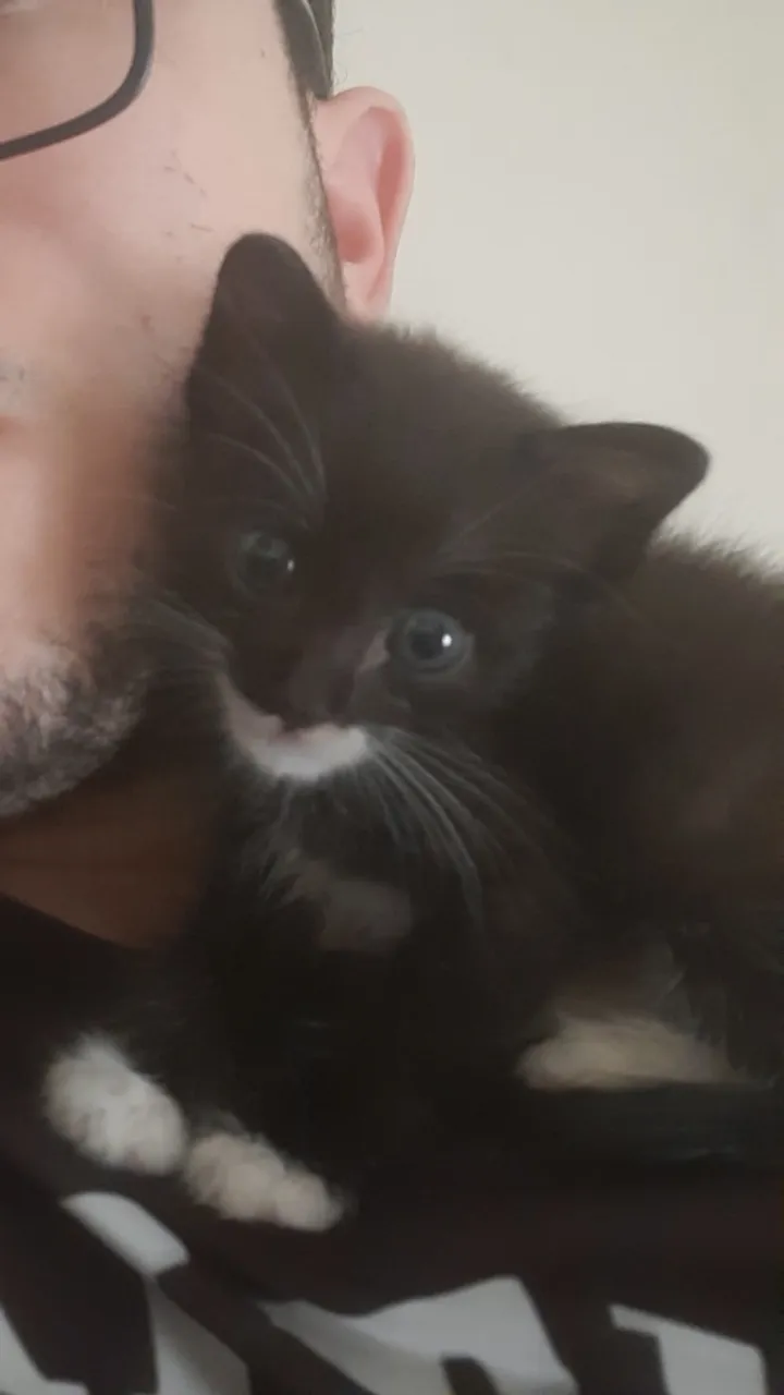 Filhote de gato para adoção