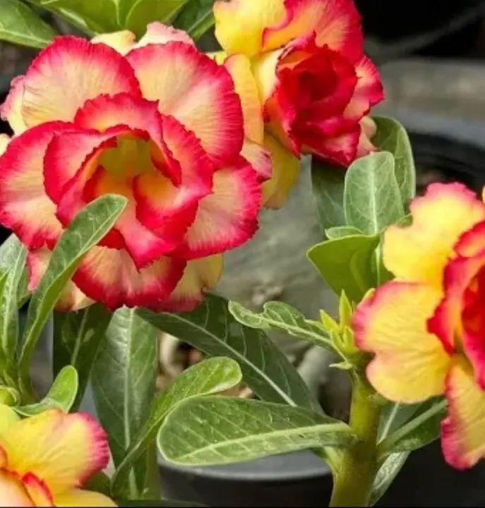 Rosa do deserto (envio)pelo site