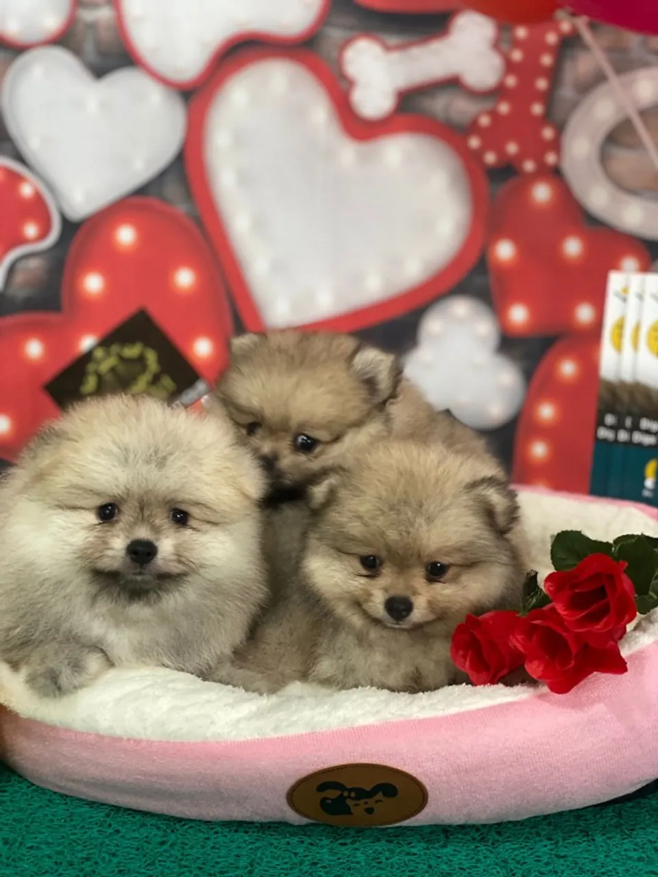Imagina um trio de lulus super fofinhos