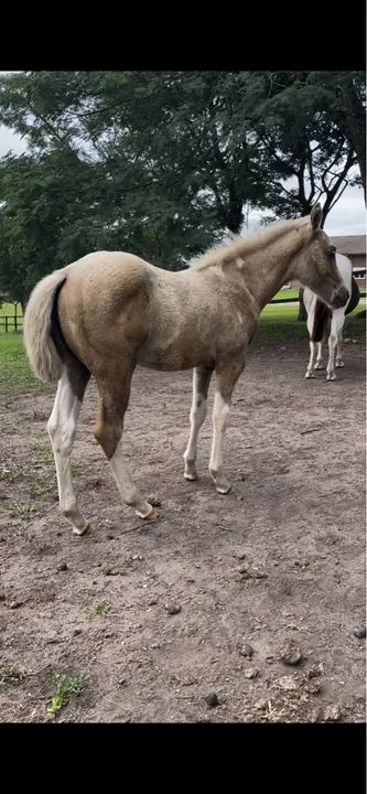 Paint Horse - Foto 3