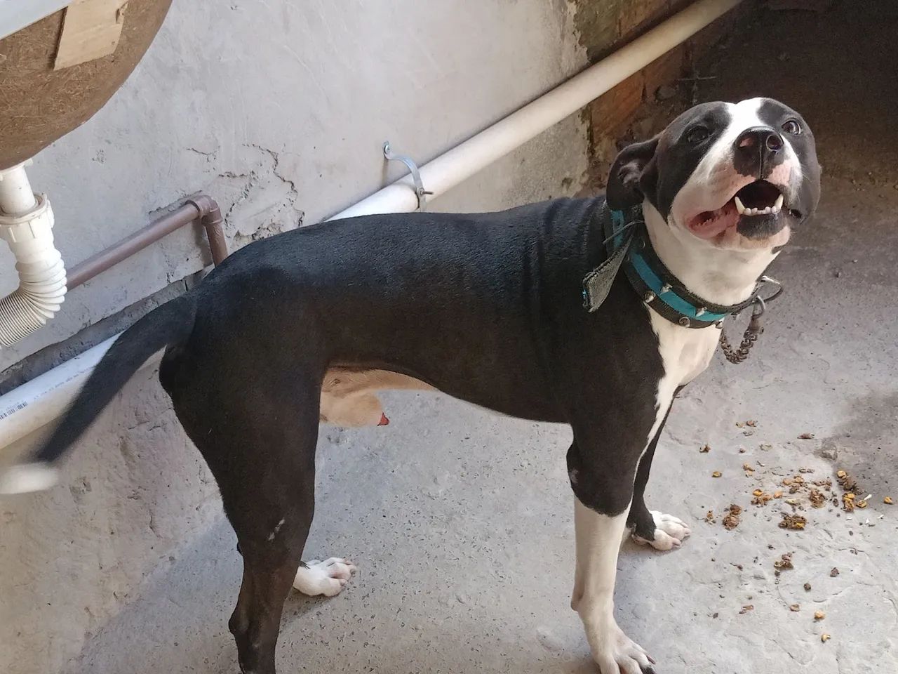 Goiânia Lojas Pitbull Sao Paulo Abandoned Animals: Over 133,411