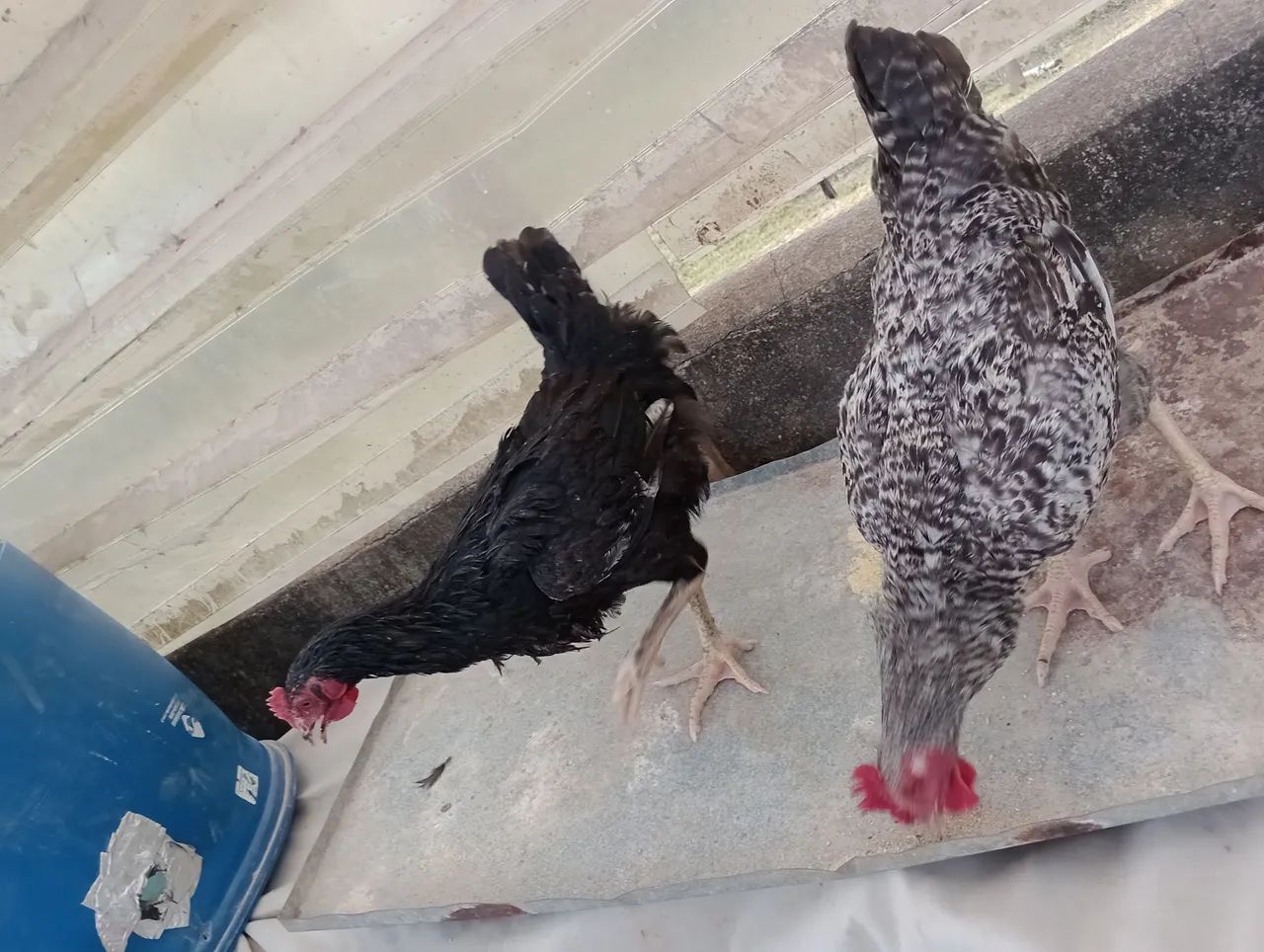 Frangos negro e carijó  - Foto 2