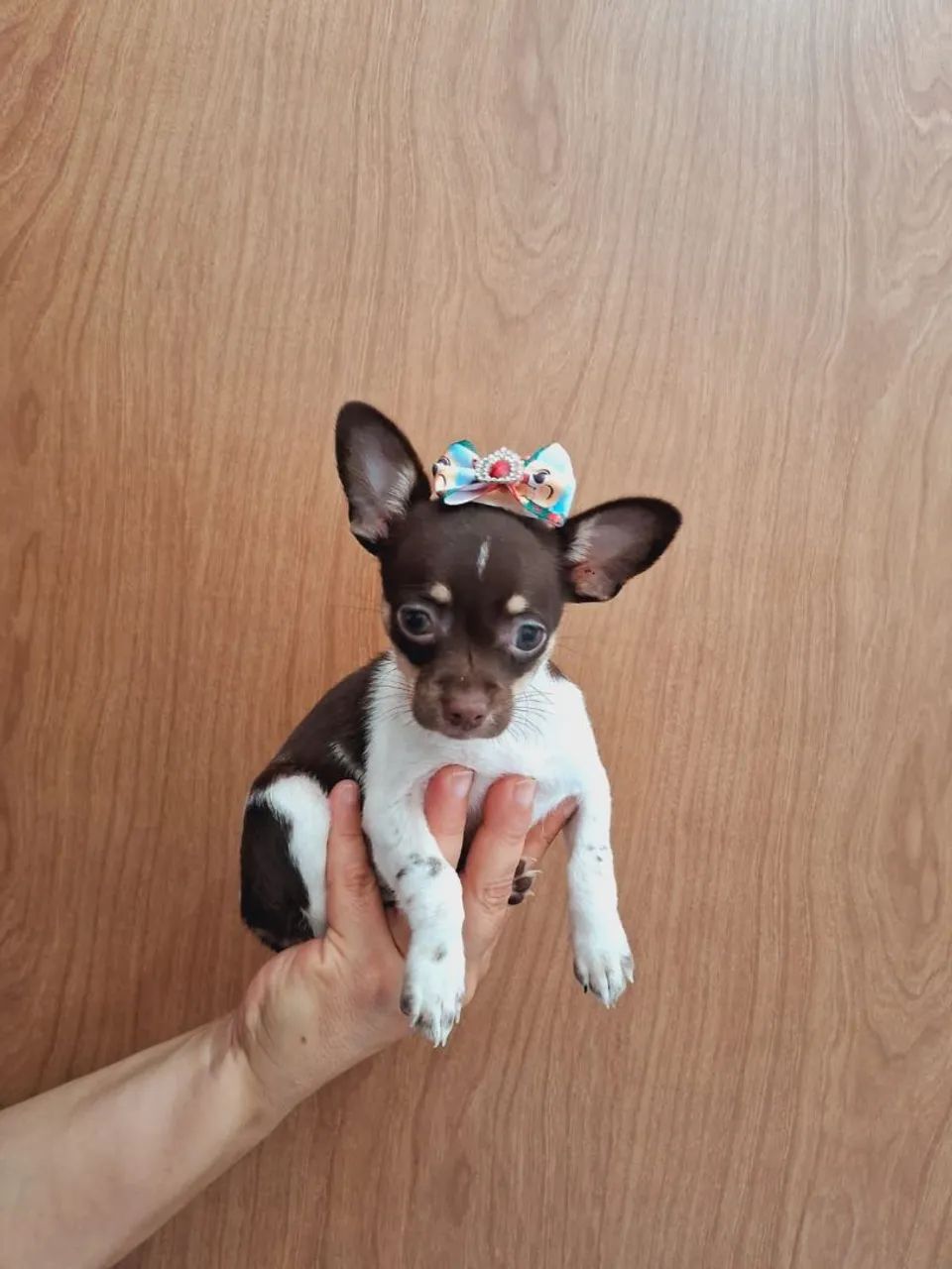 Chihuahua Fêmea 