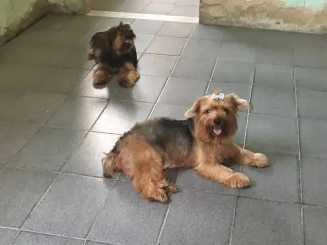 Doação Yorkshire Terrier