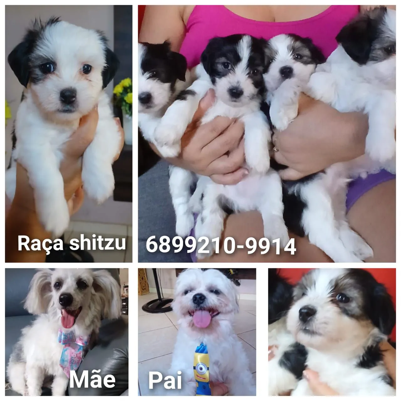 disponíveis para adoção!para venda
