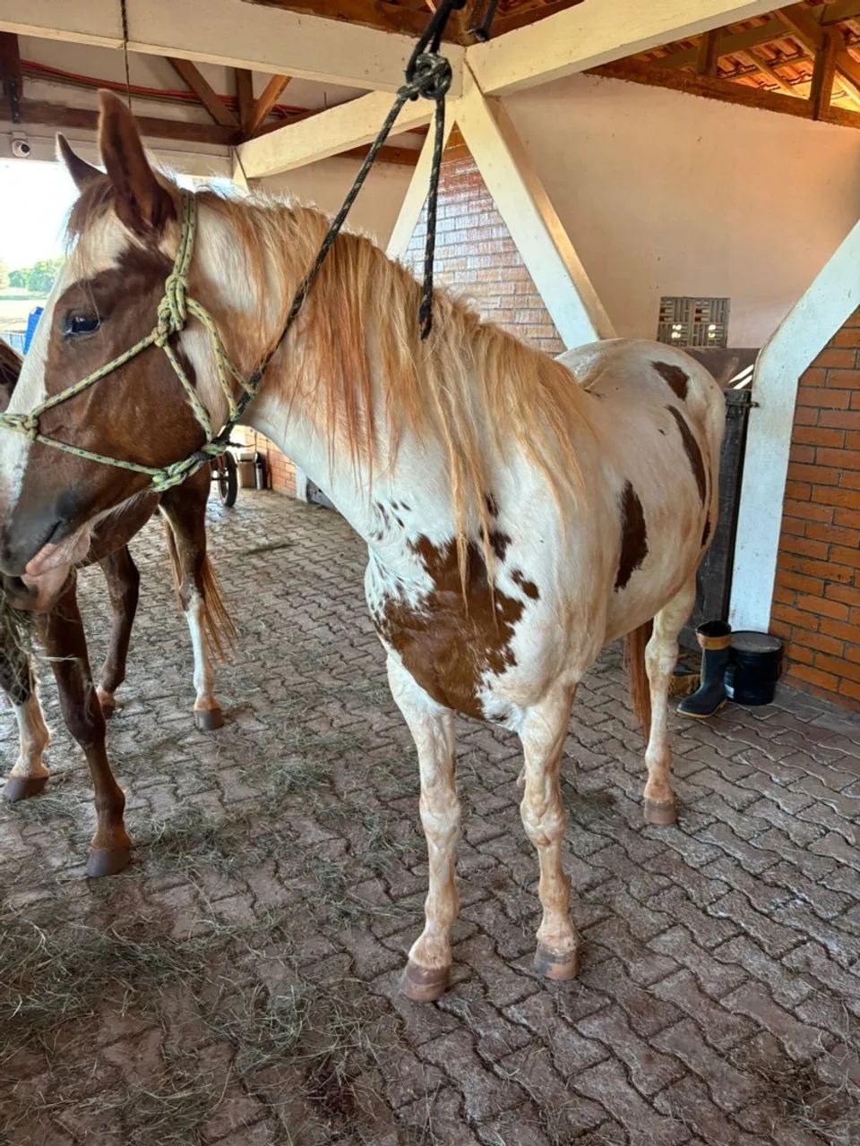 Cavalo Mangalarga Pampa 12x 749,00 - Foto 3