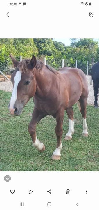 Potro Bretão! - Foto 2