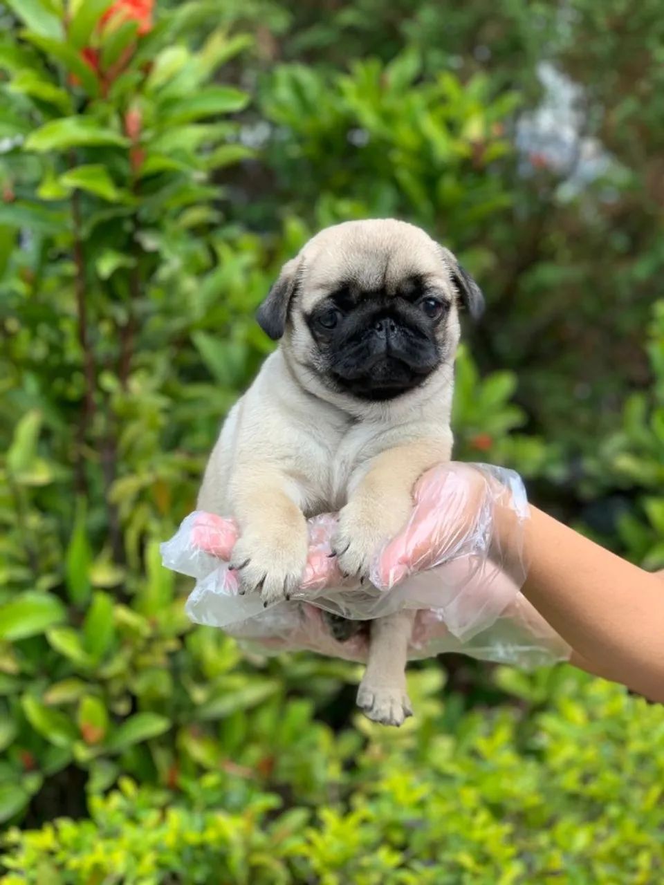 Pug abricó - um cão de comportamento sem igual  - Foto 2