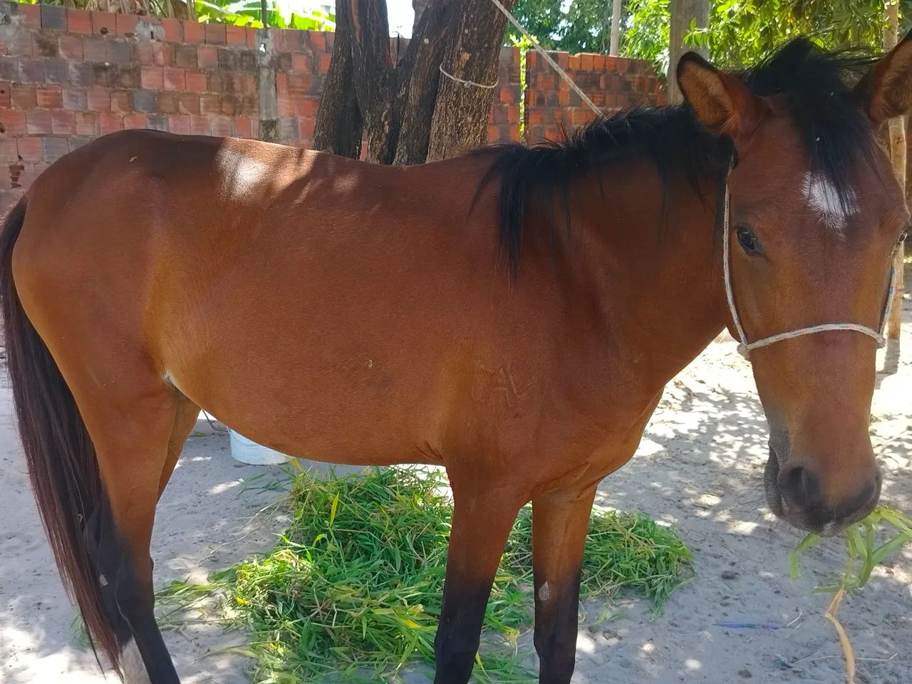 Vende-se uma égua com 2anos de idade 