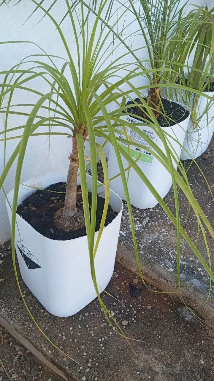 Comércio de plantas ornamentais  - Foto 4