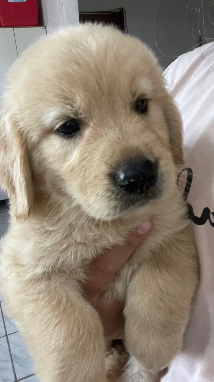 Filhote de cachorro 