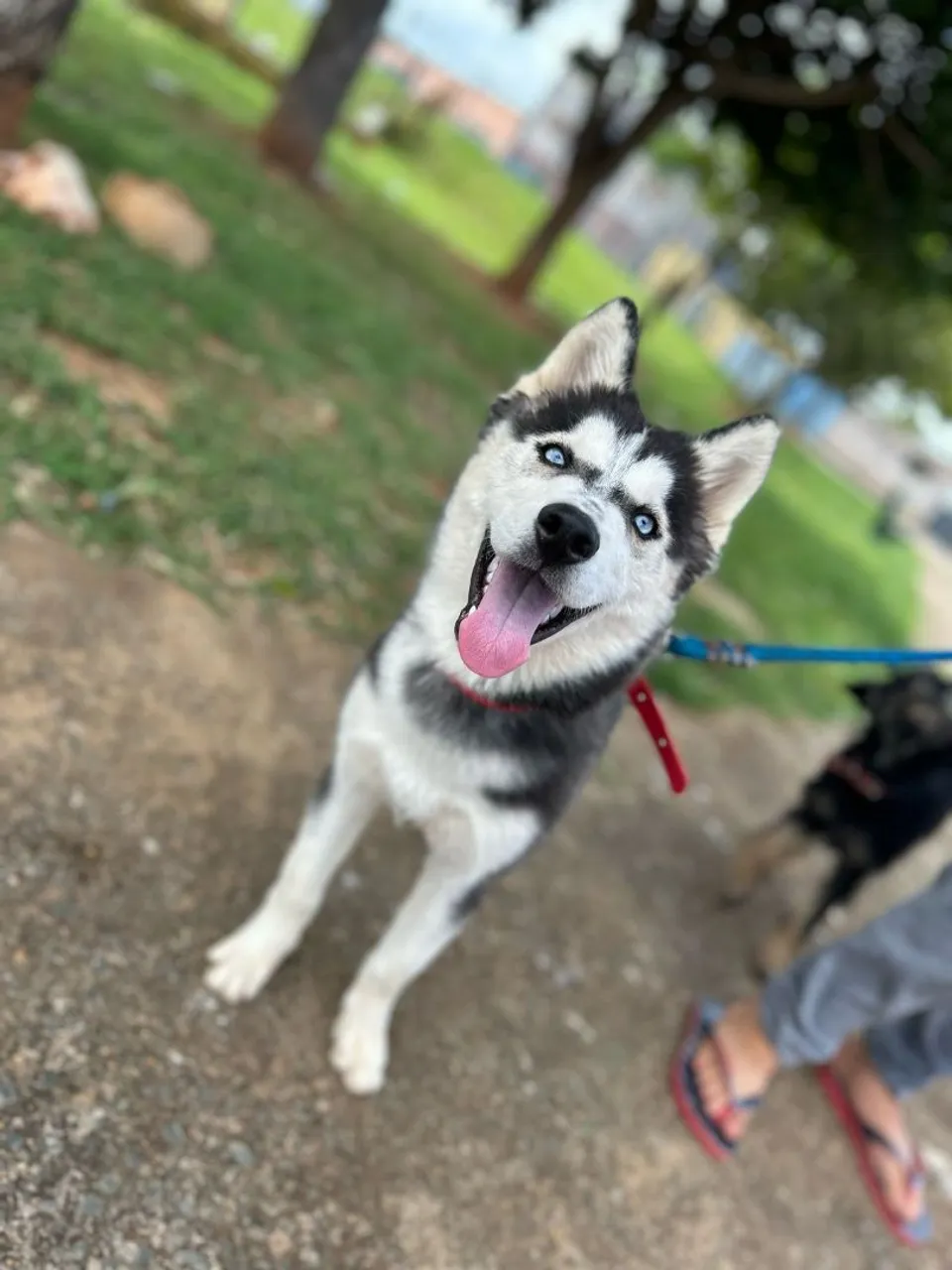 Vendo husky feminha dócil e carinho Vendo ela por 1200