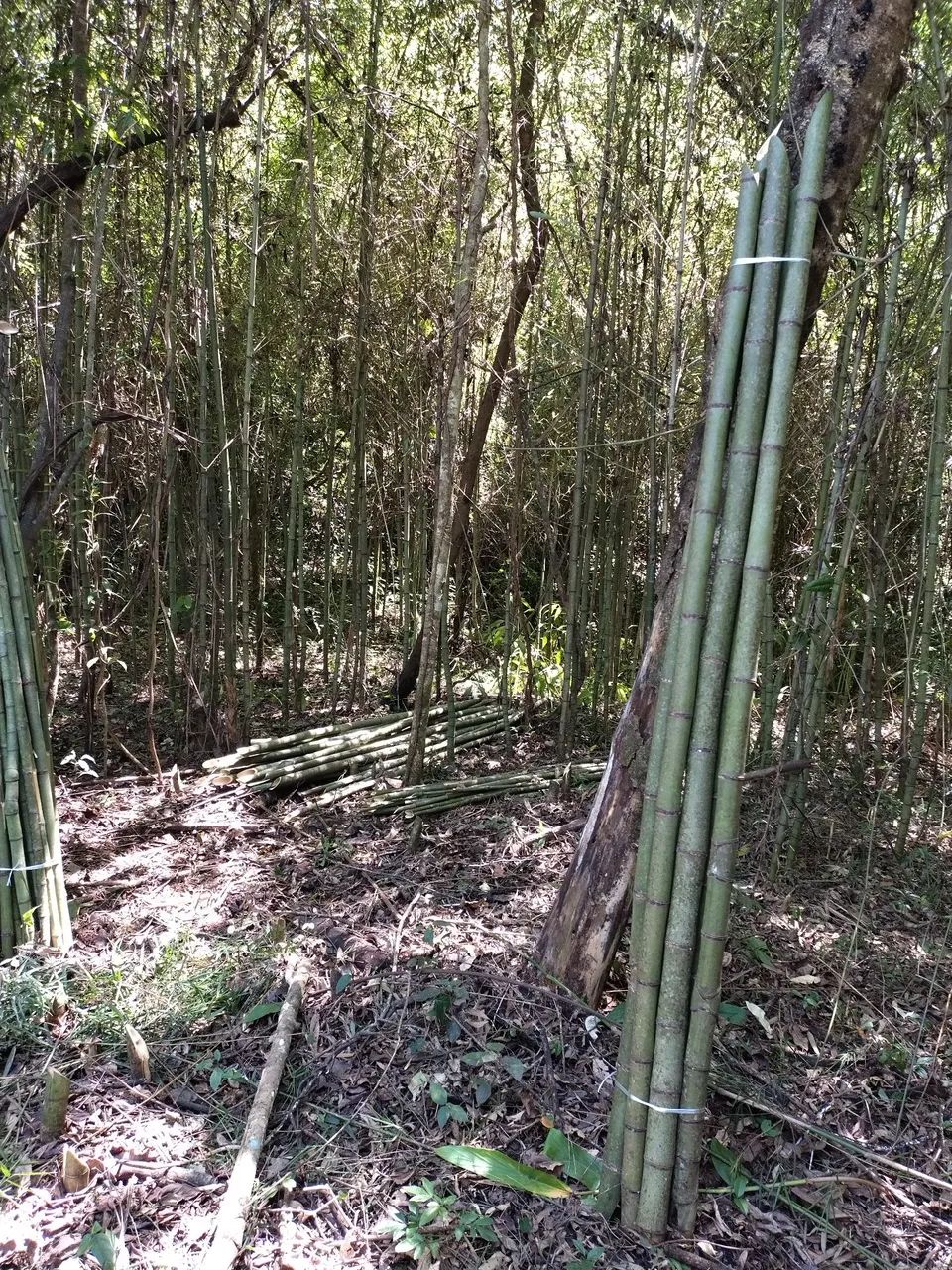 Bambu para plantio de tomate  - Foto 2
