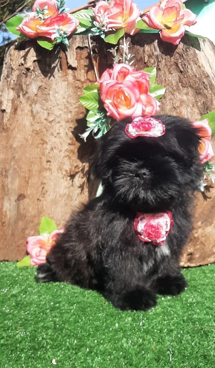 Lindas Babys Shih-tzu ja educadinhas fazem xixi no jornalzinho.