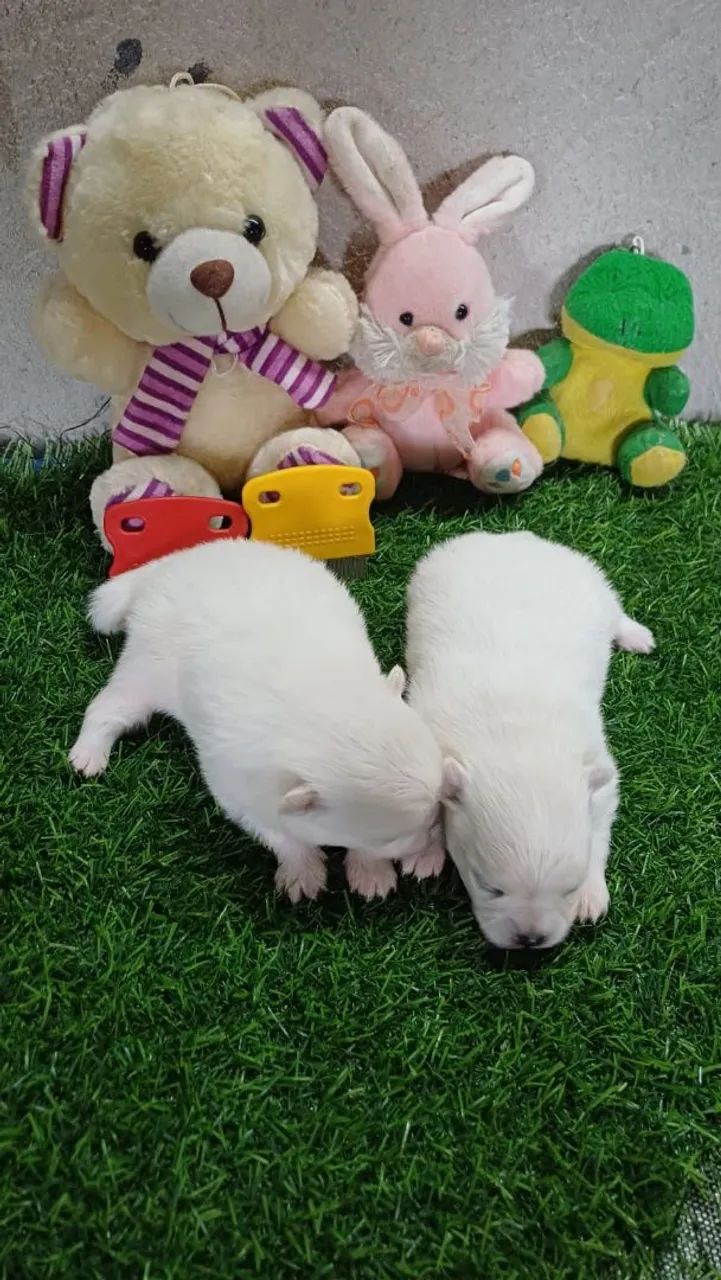 Lindos SPITZ ALEMÃO  - Foto 3