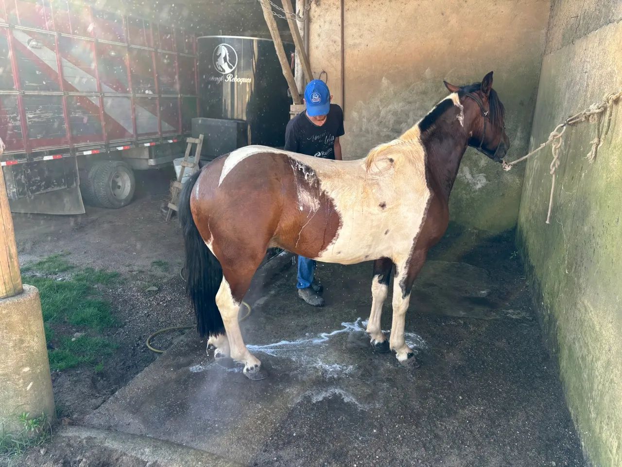 Tubiano lindo forte chama atenção por onde passa  - Foto 2