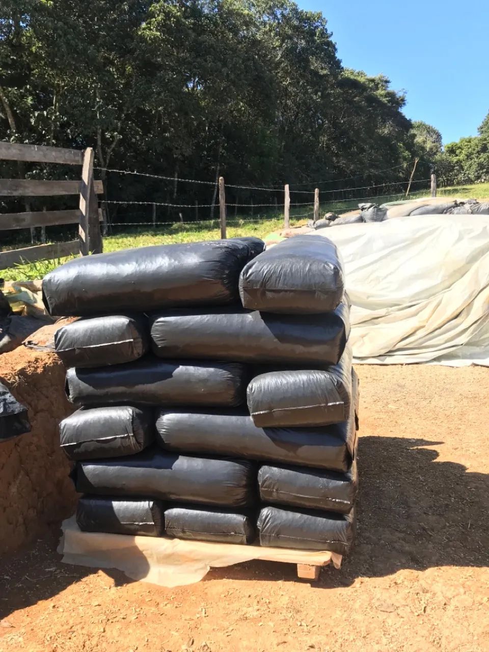 Silagem de milho ensacada. - Foto 4