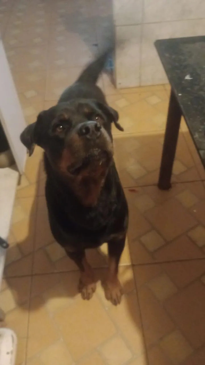 Rottweiler Lindo e Carinhoso