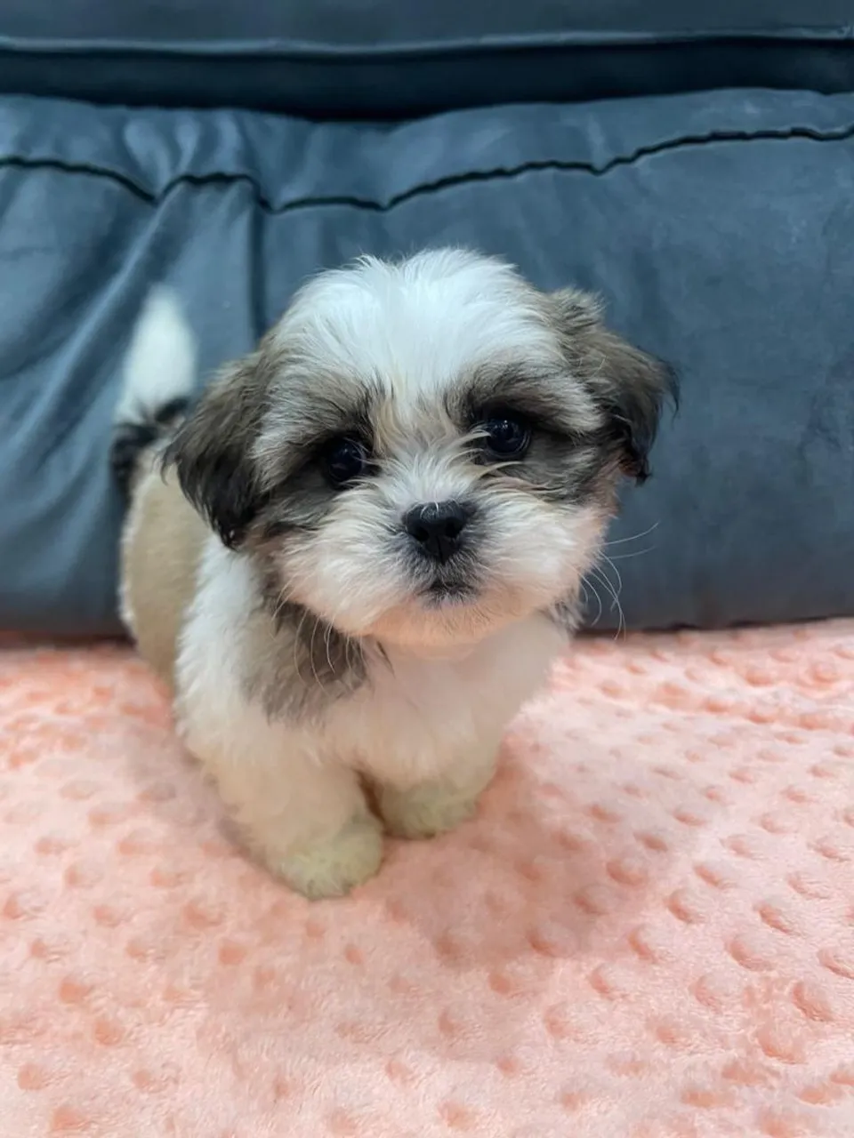 Filhote Shih Tzu Macho - Pelagem Incrível!