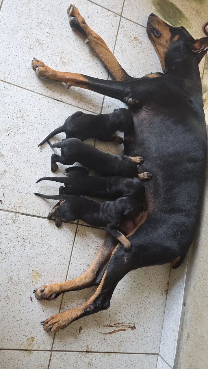 Filhotes de Dobermans Originais (Pedigree)