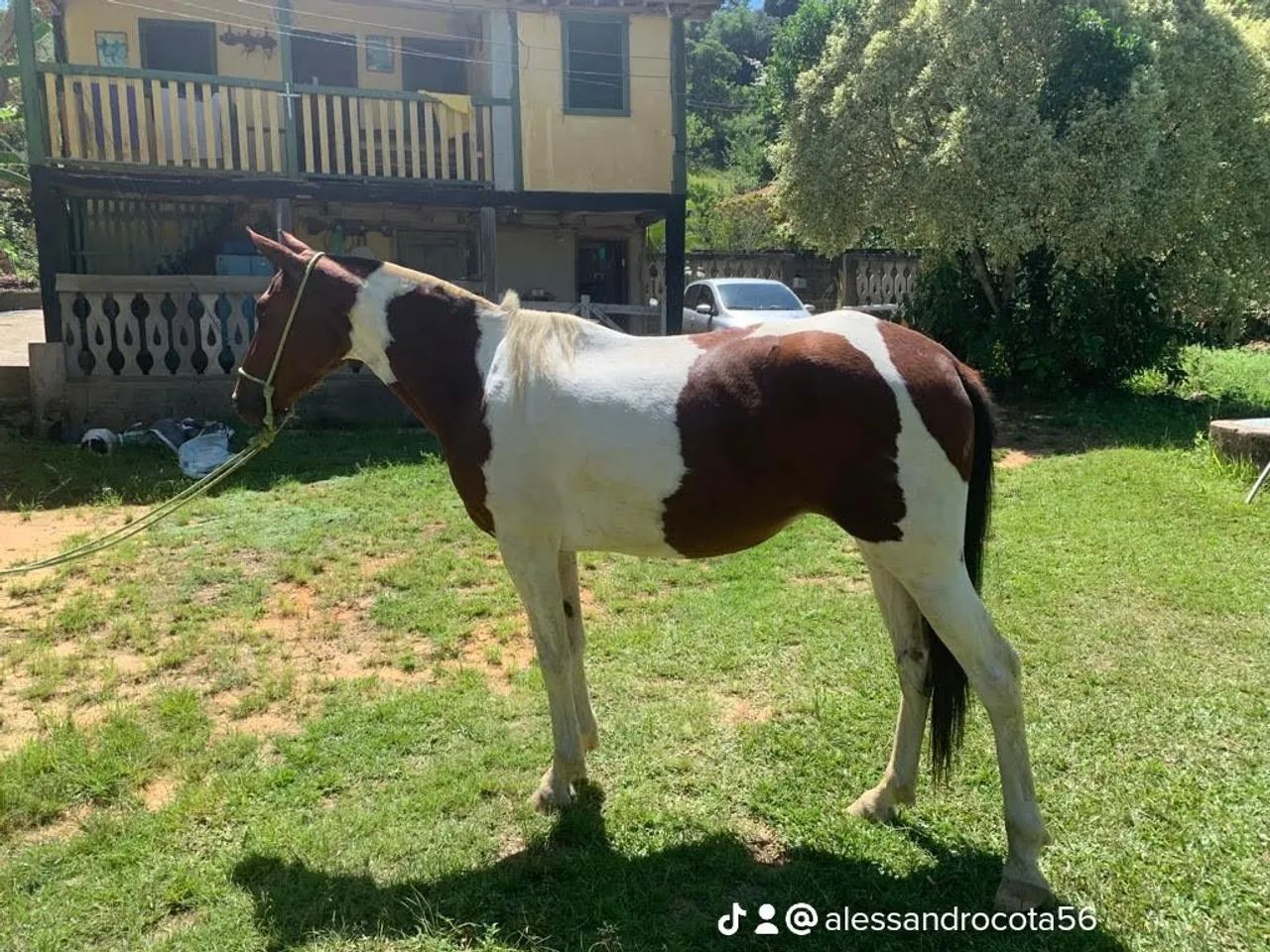  Vendo Égua pampa de castanha Mangalarg  6 anos a  - 5 anos - Foto 3