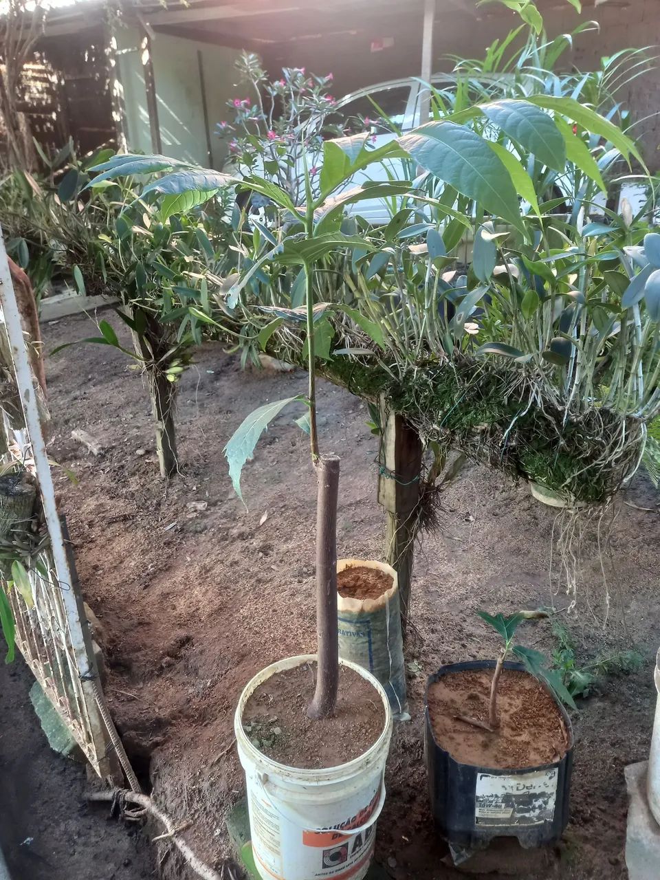 Muda de fruta-pão - Foto 2