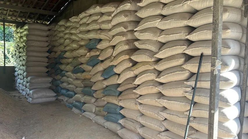 Palha de Arroz / Casca de Arroz para Cavalos - Foto 3