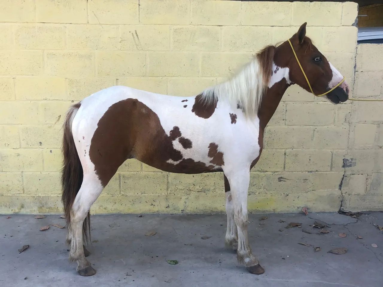 Piquira pampa de castanho /Picado - Foto 4