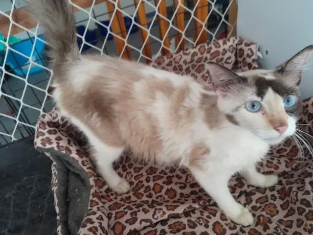 gatinhos para adoção - Foto 4