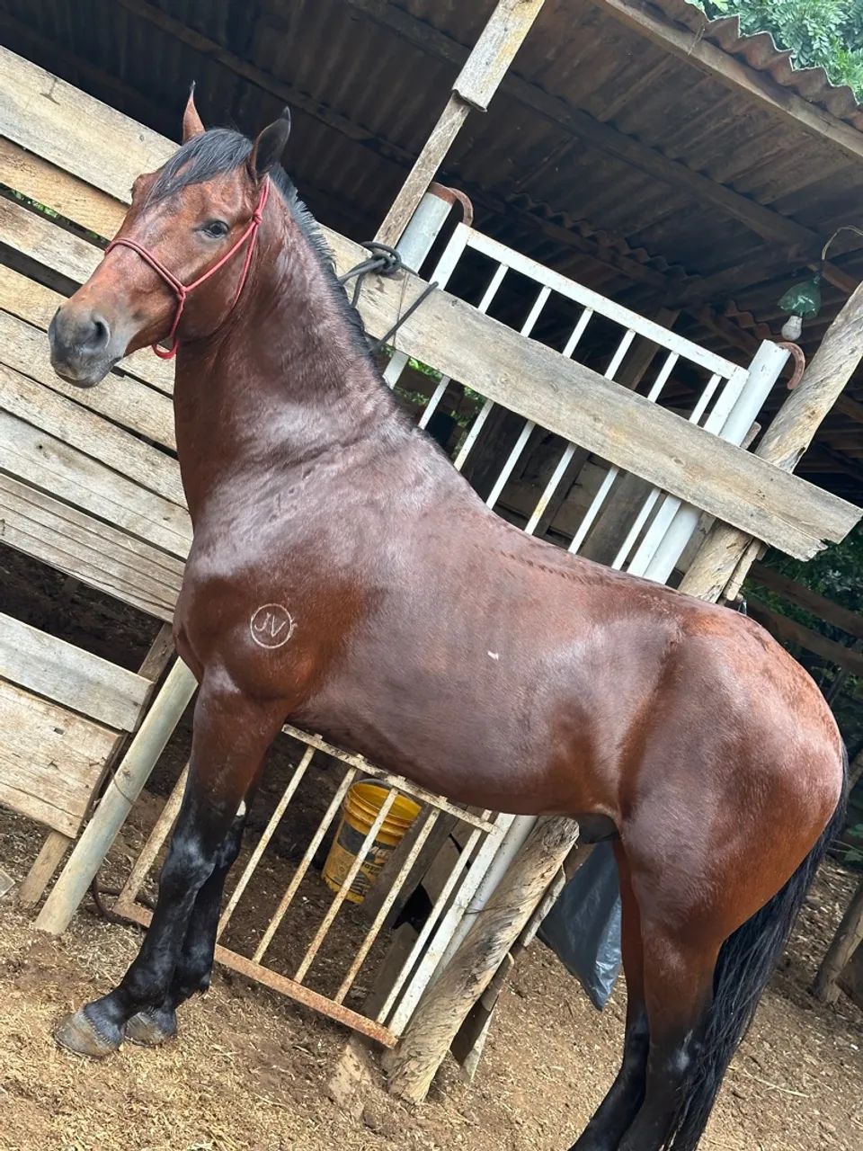 Cavalo  - Foto 3