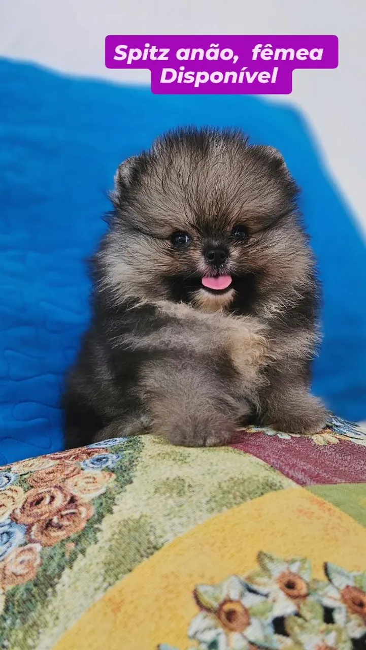 Spitz Anão Fêmea