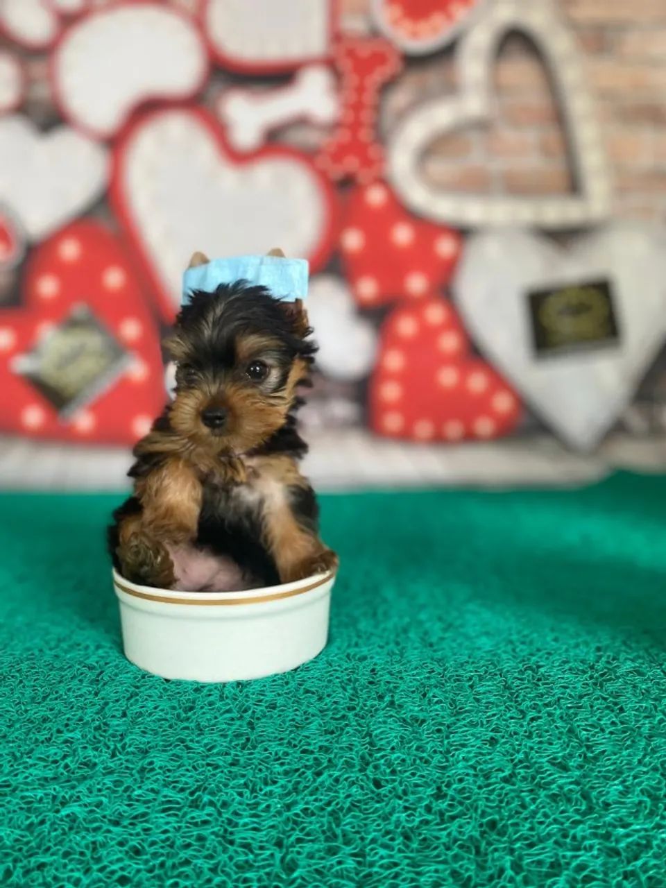 Perfeitos micro yorkshire- nao percam esta oportunidade - Foto 4