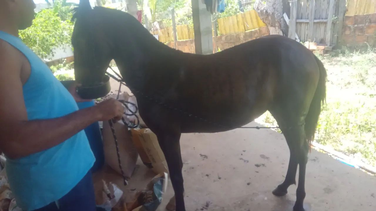 Vendo potra magalara  - Foto 3