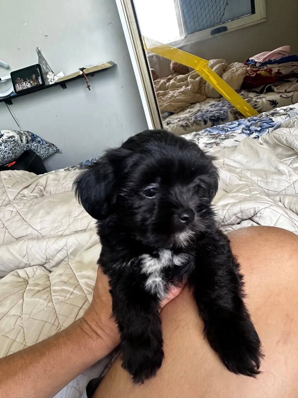Vendo filho te lhasa apso  - Foto 4