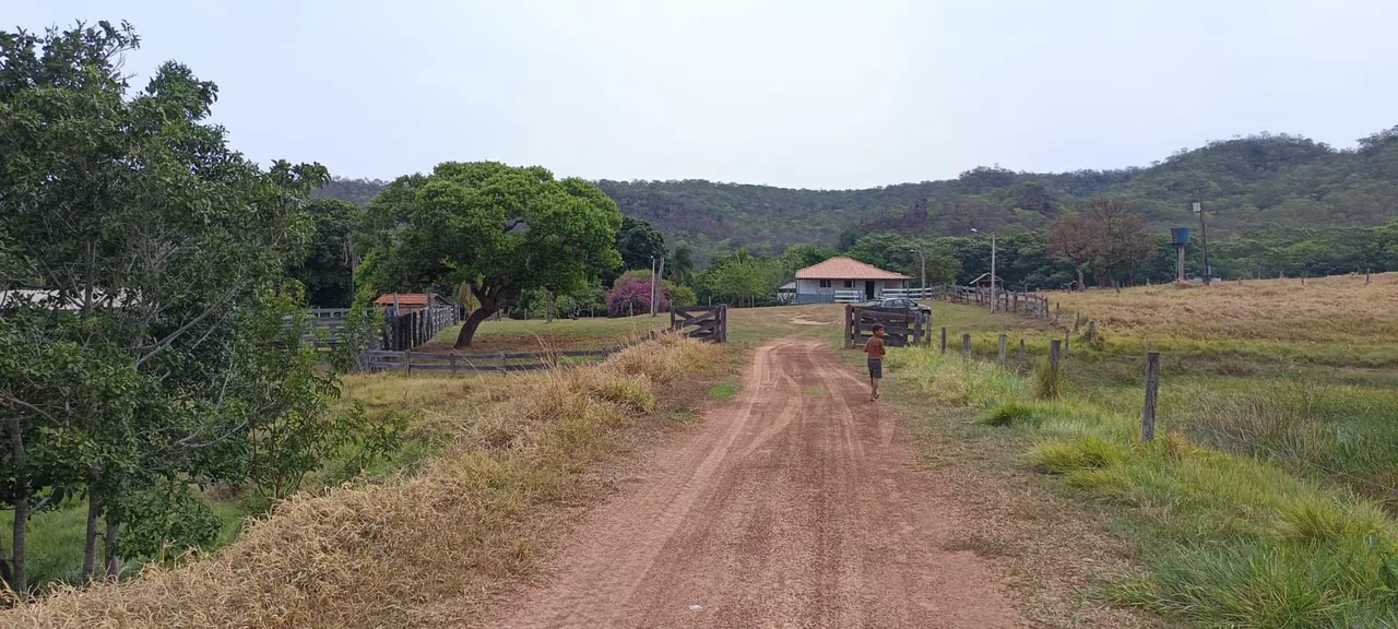 Fazenda de 1.000 hec em Rio Verde MS. Vende 18 milhões tá na percuaria