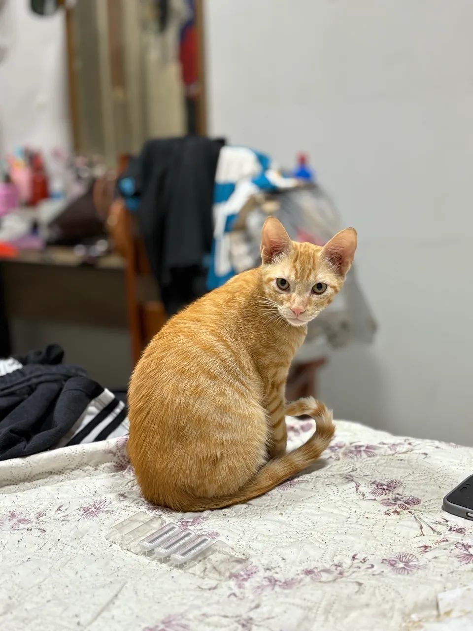 Gato laranja macho fofo - Foto 2