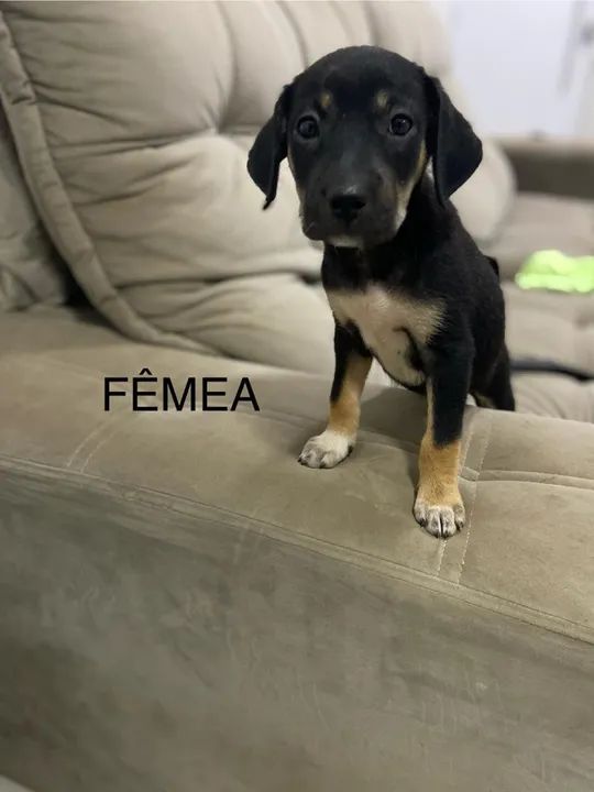 Cachorros pequeno porte doação  - Foto 2