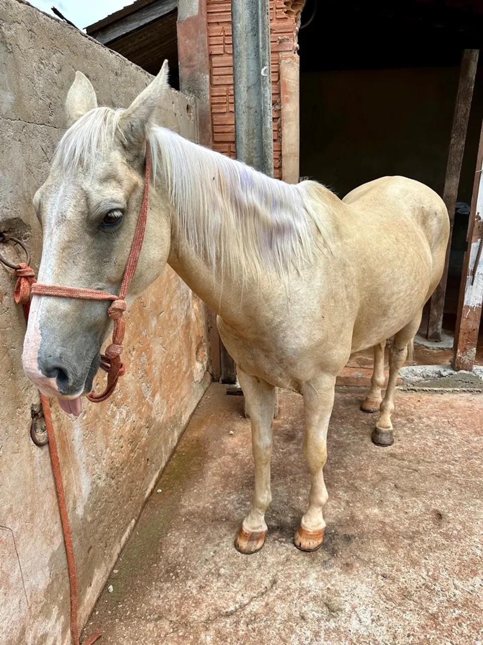 Cavalo pronto em três tambores, aceito troca.