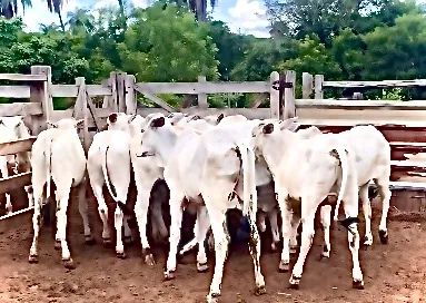 Bezerros Nelore puros