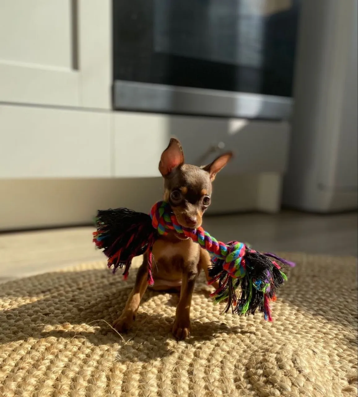 Filhote de Pinscher femia muito linda