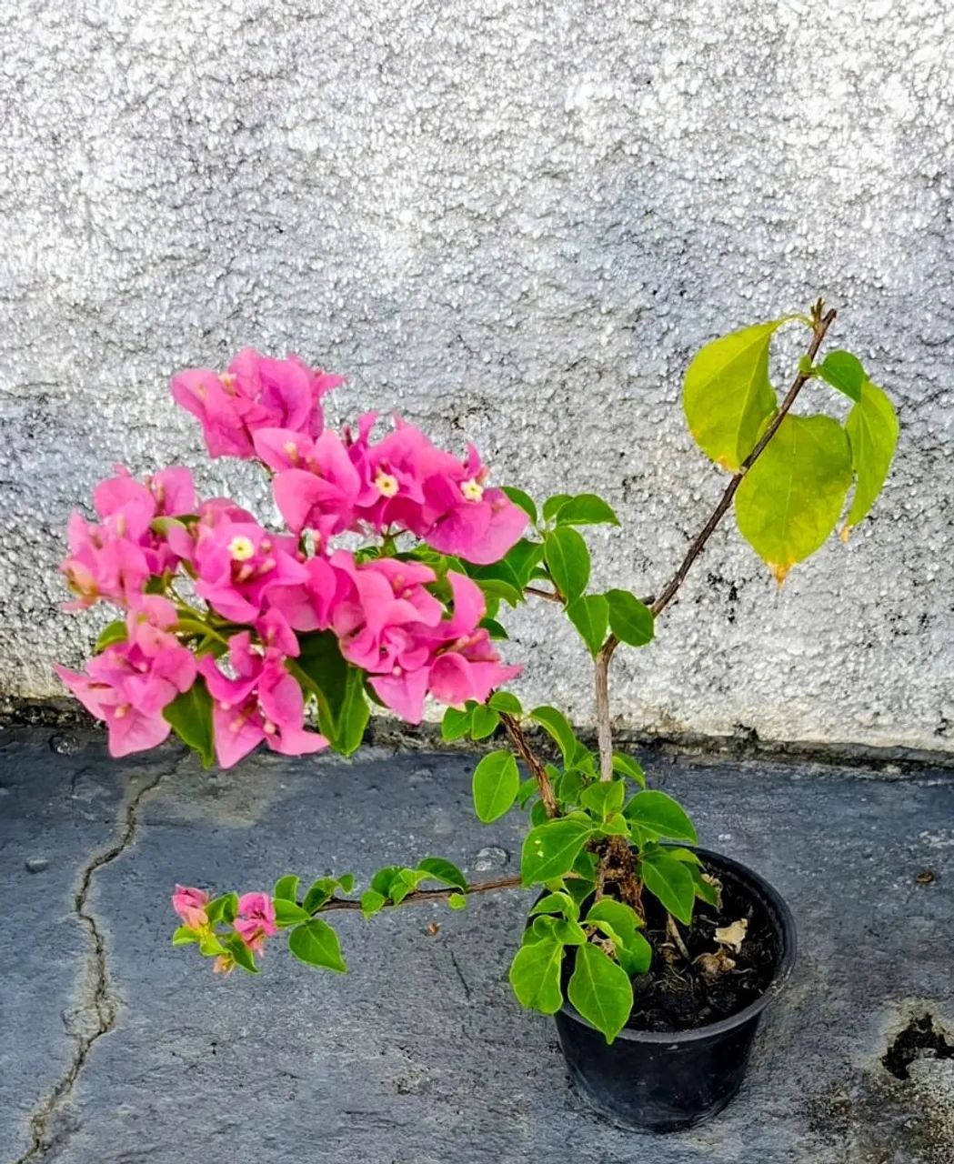 Vendo  - Foto 4