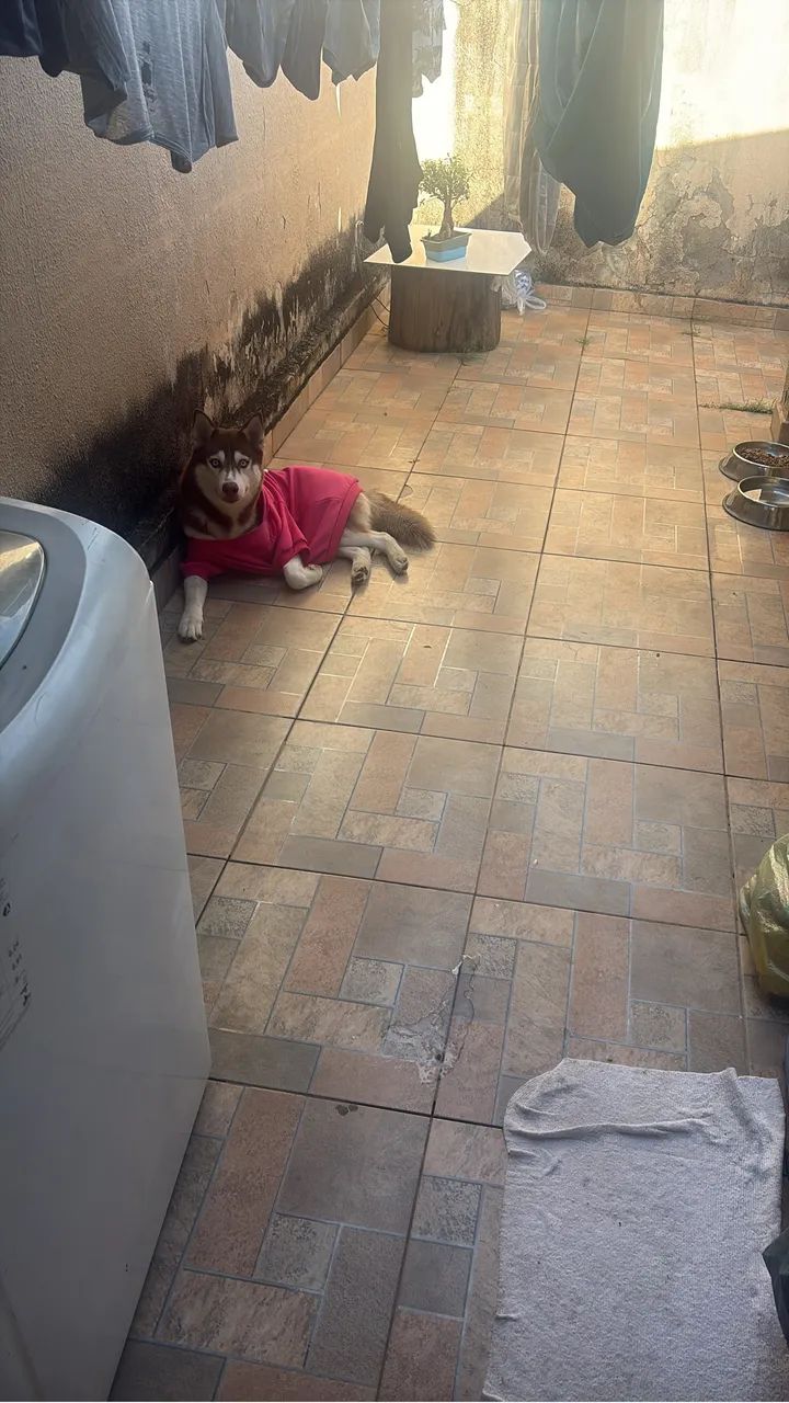Em busca de um namoradinho  - Foto 2