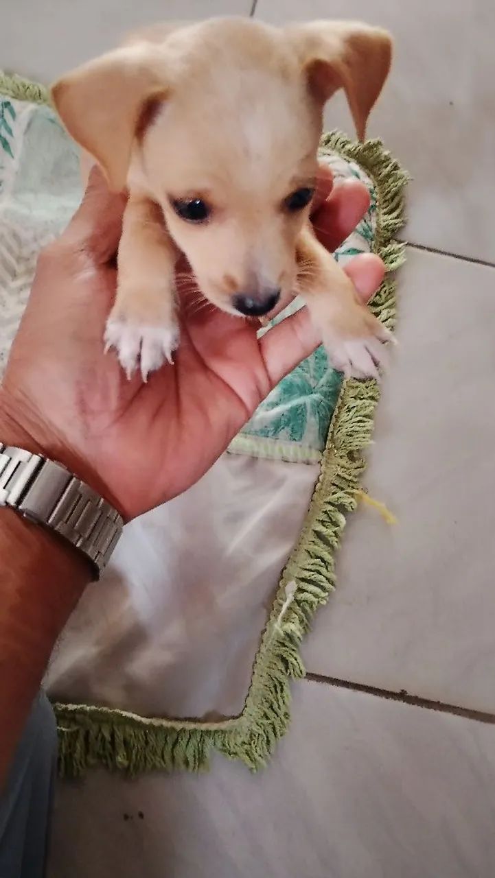  Cachorro pinscher 250,00 - Foto 3