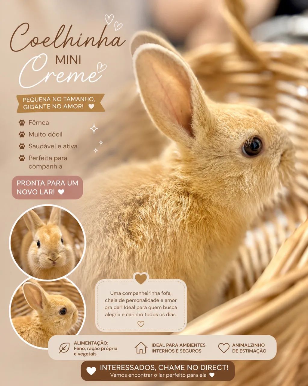 Vendo coelho MINI (Netherlands) - Foto 4